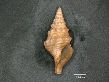 Media type: image;   Malacology 119126 Description: opening view of shell;  Aspect: apertural